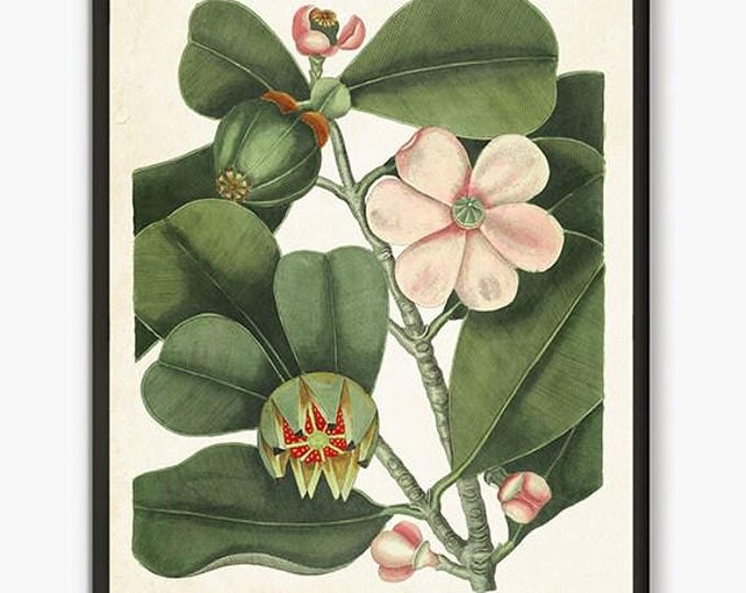 Pink flowers old book page plate, Vintage garden book fine art prints, botanical wall art powder room decor