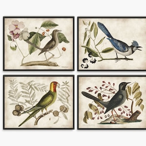 Láminas decorativas de granja con pájaros vintage: juego de 4 láminas de pinturas de pájaros de libros de historia natural. Arte mural para la cocina.