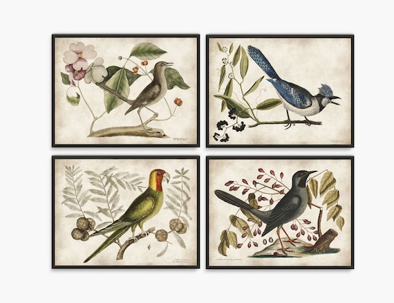 アート・デザイン・音楽 CLASSIC NATURAL HISTORY PRINTS BIRDS Vintage Bird Prints Set: Natural History Book Plate Wall Art - Etsy