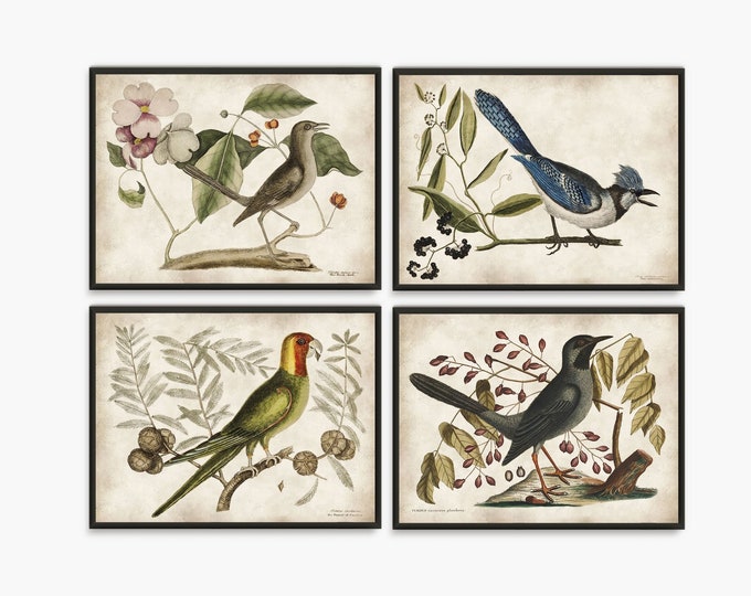 Vintage Birds Farmhouse Decor Prints - Set of 4 prints Bird Paintings from Natural History Book Plates - Wall art set for Kitchen decor