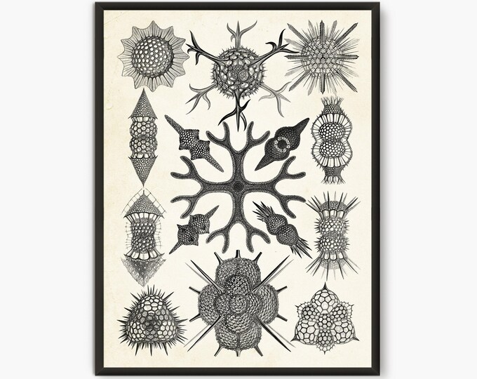 Ernst Haeckel Scientific Illustration, Natural Science print, Spumellaria