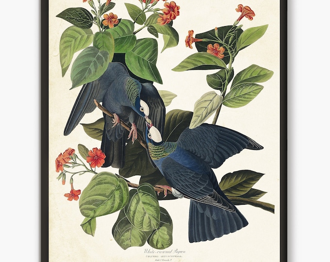 Audubon  bird prints,  Pigeon Art, Antique Bird Painting, White Crowned Pigeon Wall Art Farmhouse Decor, Living room art bird lover gifts,B3