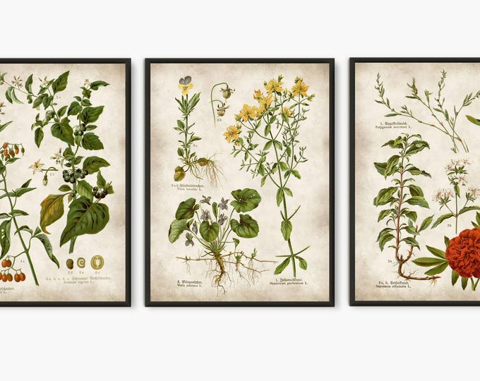 Botanical Poster, Medicinal plants, antique old book, kitchen illustration, botany prints, flower art, old book pages, set of 3 prints #211