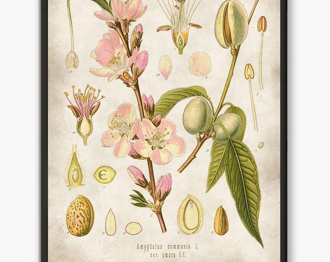 Almond tree blossom large poster, almond flower Print for nature lover, almond branch shabby chic flower wall art #209