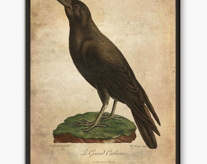 Raven vintage prints bird illustration, Antique book page cottagecore farmhouse decor, vintage crow art dark academia aesthetic#29