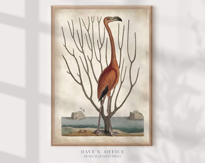 Tropical Flamingo Print - Antique Bird Illustration for Beach Decor
