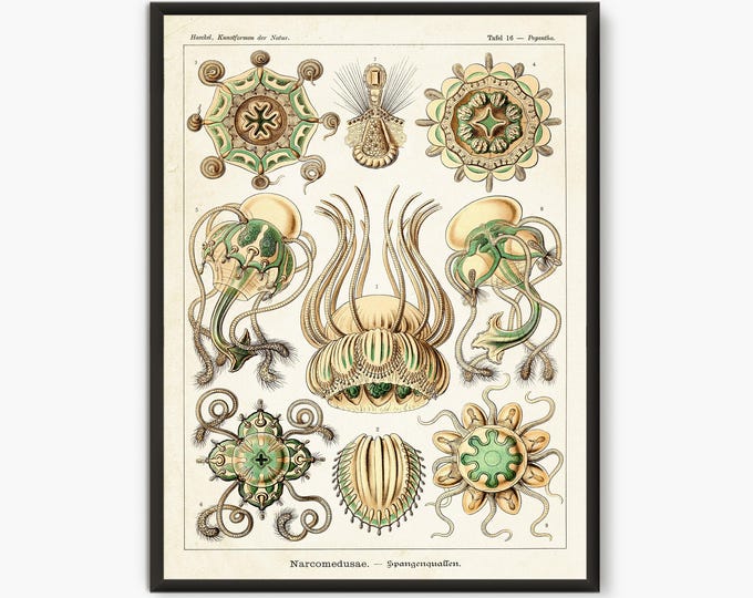 Ernst Haeckel Scientific Illustration, Natural Science print, Narcomedusae
