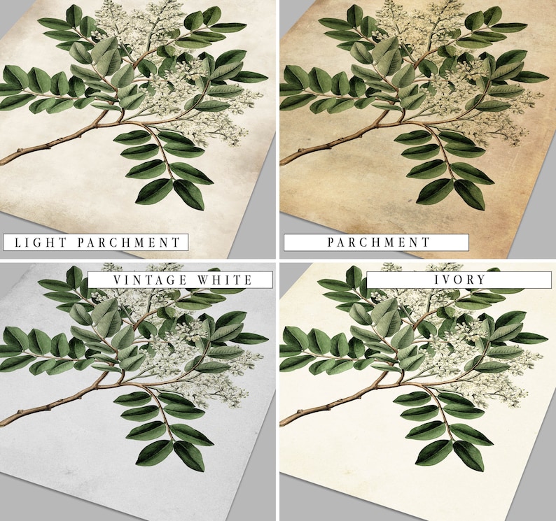 Botanical painting print, Green leaves antique botanical book, Green leaves home decor set of 4 prints B4 image 6