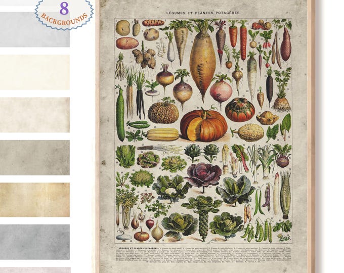 Adolphe Millot illustration, Vegetable poster, Larousse old book, vegetables decor,botanical poster, kitchen posters,kitchen wall poster,L18