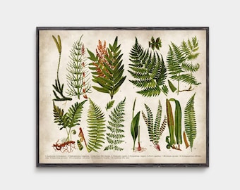 Vintage Fern Botanical Illustration - Antique Nature Wall Art - Cottagecore Decor