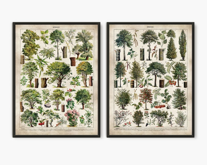 Botanical print set, arbres trees, tree poster, tree print, nature poster, tree artwork, wall art tree, antique poster, Set of 2 prints L10
