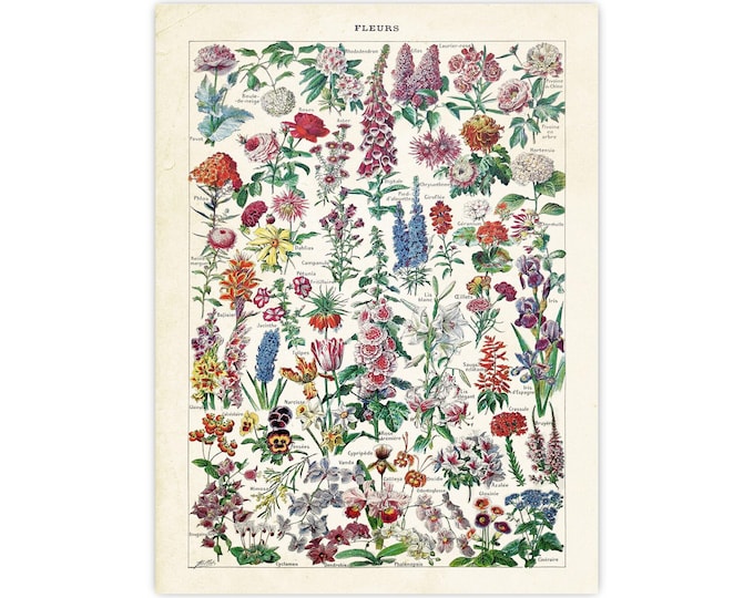 Vintage Floral Print - Adolphe Millot 1909 Poster - Botanical Prints Home Decor, Flwer print Illustration - Garden flower Wall Art
