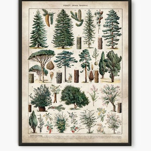 Forest poster, Larousse forest wall art, pine tree art, prints nature, tree poster, forest decor, nature prints, old book print  L13