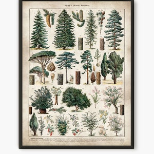 Wald Poster, Larousse Wald Wand Kunst, Drucke Natur, Baum Poster, Wald Dekor, Naturdruck, alte Buchdruck L13