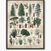 Forest poster, Larousse forest wall art, pine tree art, prints nature, tree poster, forest decor, nature prints, old book print L13