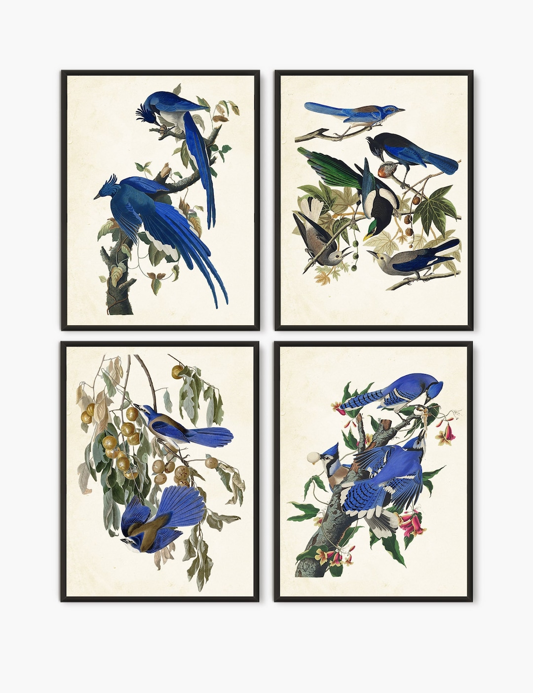 Jay R Prints Audubon Blue Jay Prints - Set of 4 Vintage Bird Wall Art - Etsy