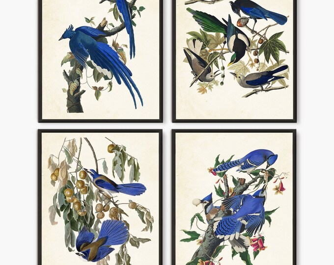 Vintage Prints Audubon birds Blue Jay Book Plate - Set of 4: Wildlife Birds for Home Decor Wall Art