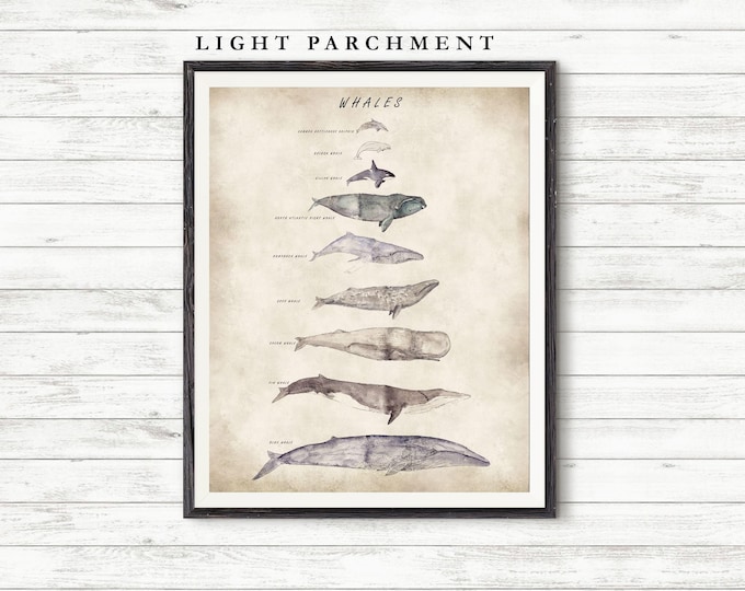 Whale Species Watercolor Print: Nautical Marine Art