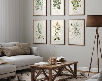Herb Botanical Prints: Kitchen Wall Art, Set of 6