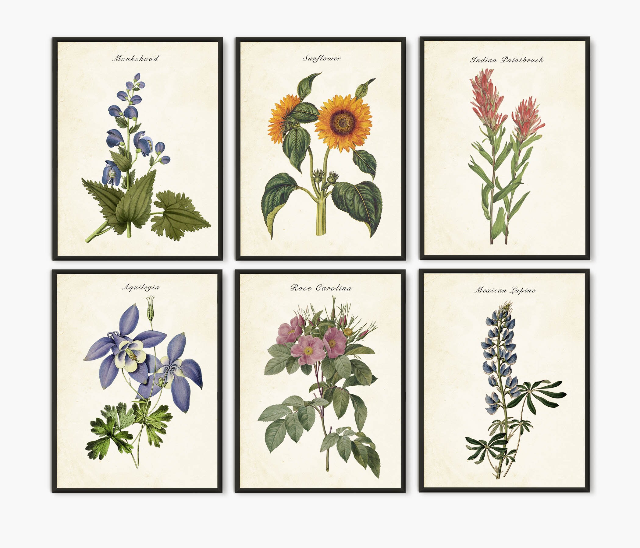 Set of 6 Prints Colorful Flowers Botanical Wall Art for Home - Etsy