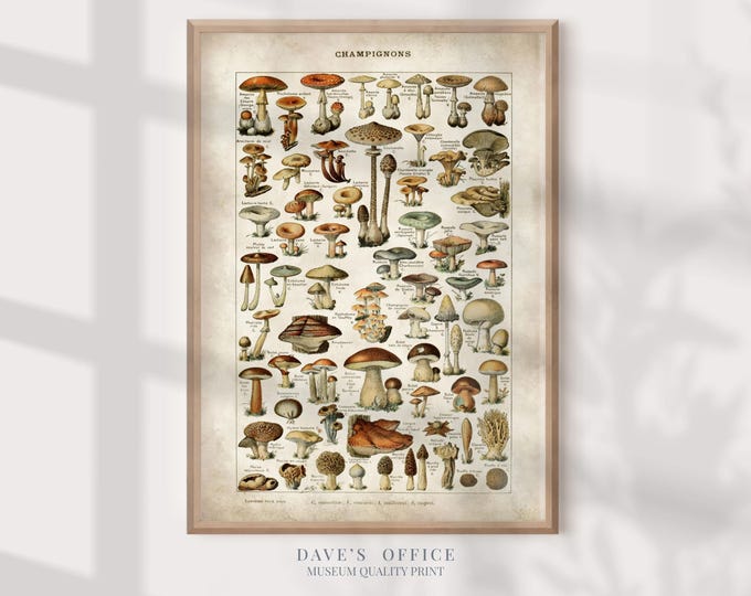 Mushroom Illustration - Food prints - Edible and Poisonous Fungi wall Art