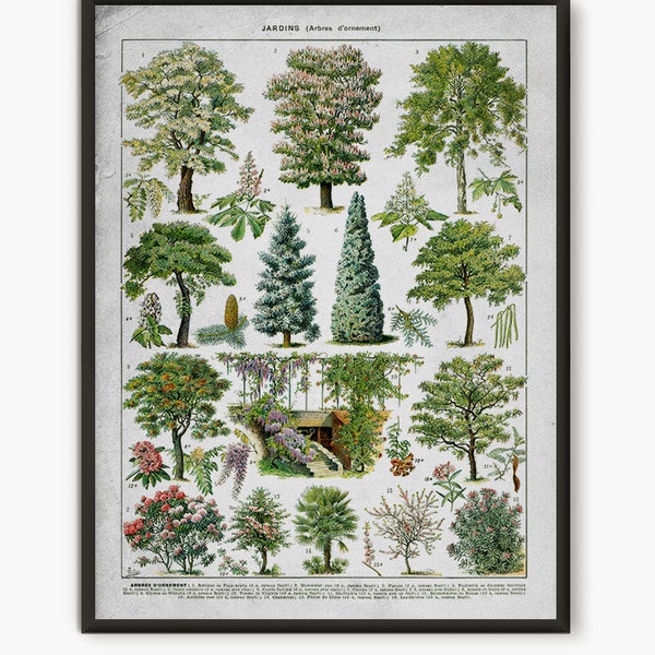 Ornaments trees wall art print, Larousse Decorative book, green trees art print, tree poster, botanical illustration, nature wall art, L15