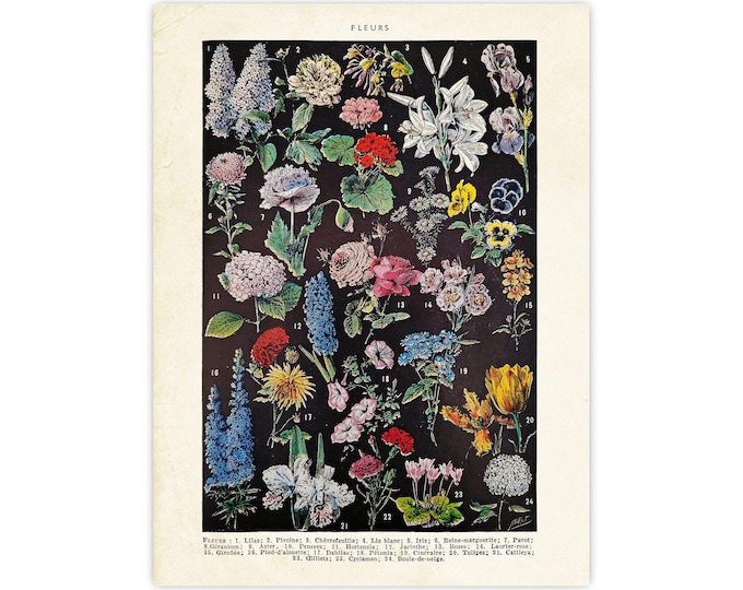 Adolphe Millot illustration,Larousse French retro flowers antique book, botany print, flowers nature book decor, french wildflowers print