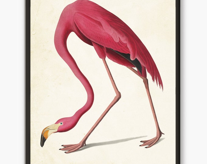 Audubon  bird prints,Pink flamingo print, illustration, American Flamingo art print, Flamingo room decor, coastal wall art Beach House Decor