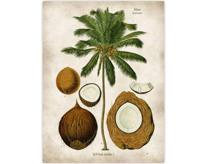 Vintage Coconut Tree Botanical Print antique Illustration - Tropical Tree Print for Home Decor, leaf Rustic Botanical Green Leaves Poster