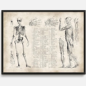 Lámina de anatomía, regalo para médico, esqueleto humano, regalo para estudiantes, libro de placas, lámina de esqueleto, póster de anatomía vintage n.º 87