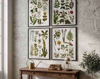 Medicinal Plants Set of 4 Prints : Apothecary Wall Art, cottagecore decor