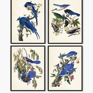 Vintage Audubon Blue Jay Book Plate Prints - Set of 4: Wildlife Birds for Home Decor Wall Art