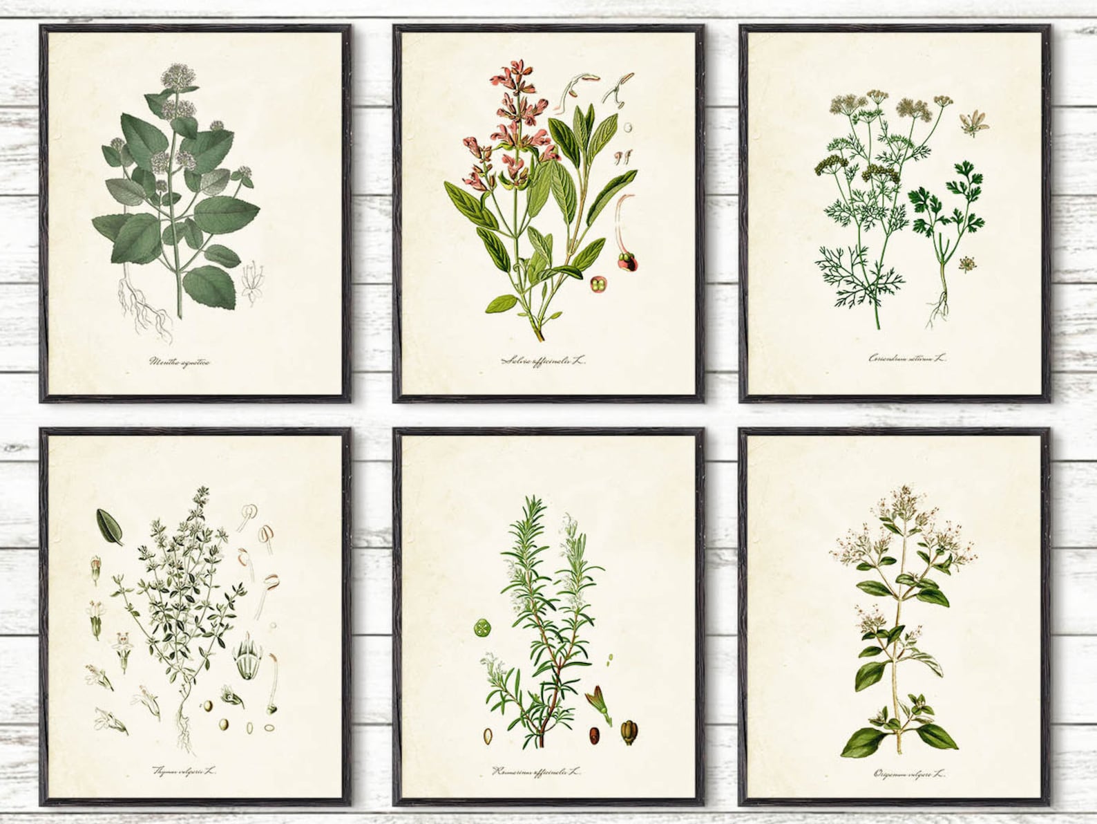 Herbs Print Kitchen Wall Art Botanical Poster Herb Poster Etsy