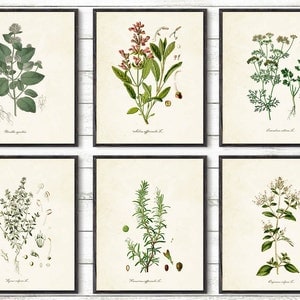 Kitchen herbs Kitchen wall art Print Set of 6, Vintage botanical herb prints, Herb itchen decor, Herbs illustrations Botanical decor