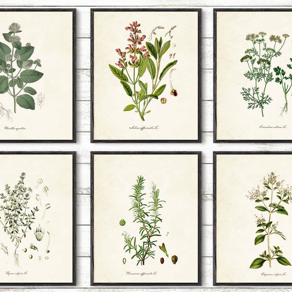 Herbs Wall Art - Etsy