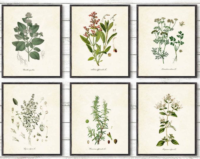 Kitchen Herbs Kitchen Wall Art Print Set of 6 Vintage - Etsy