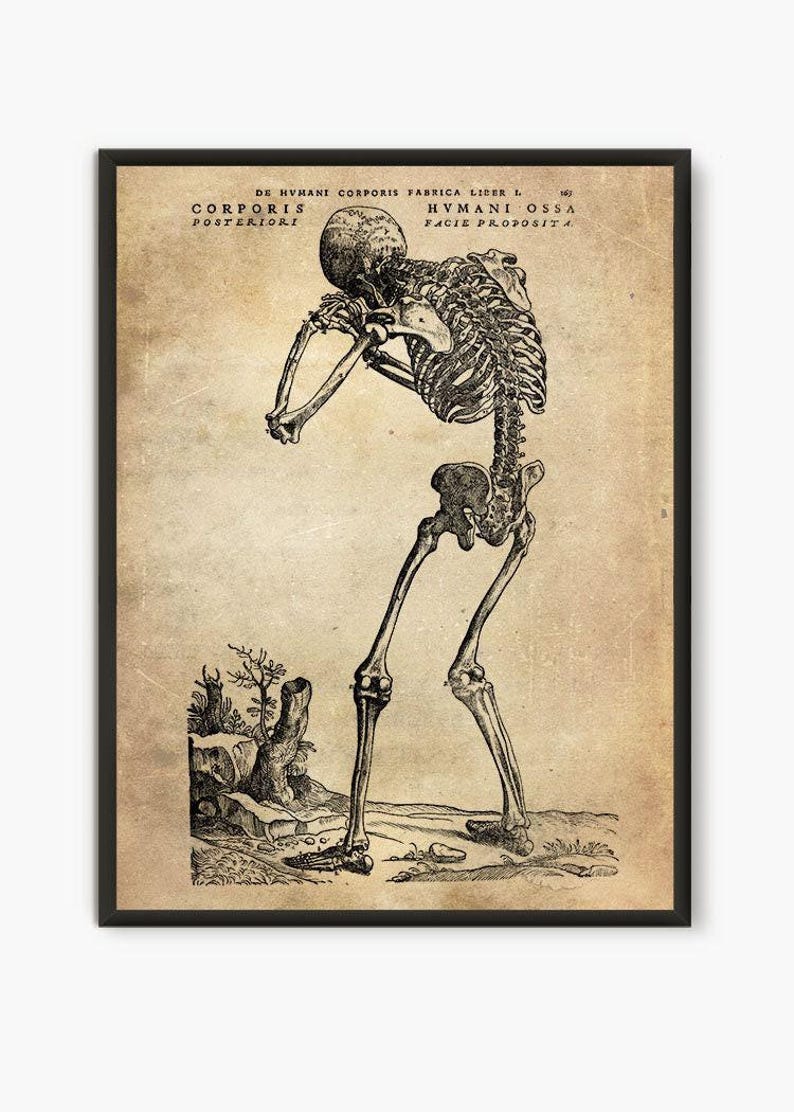 Vintage Anatomy Print: Human Skeleton, Medical Wall Art - Etsy