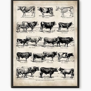 Adolphe Millot illustration,Cow breed, cow wall art, Larousse book, antique poster,cow art, cow prints, farm animal art, farm animals L28