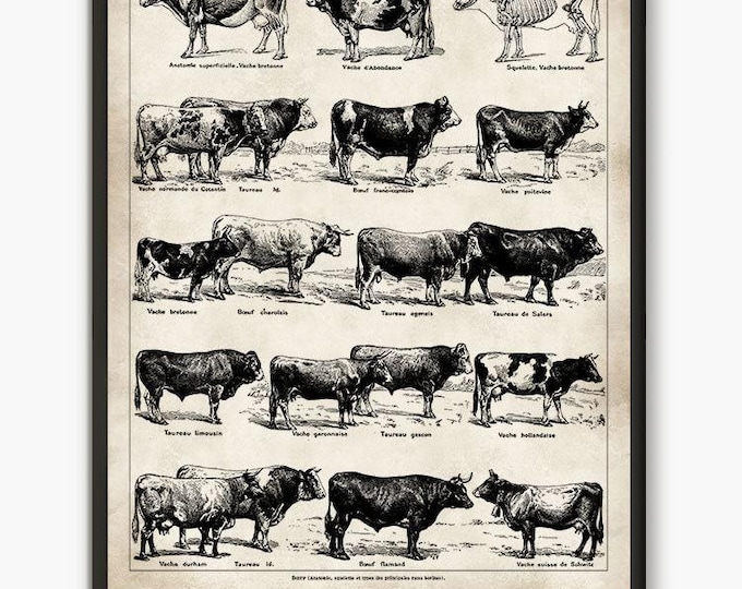 Adolphe Millot illustration,Cow breed, cow wall art, Larousse book, antique poster,cow art, cow prints, farm animal art, farm animals L28