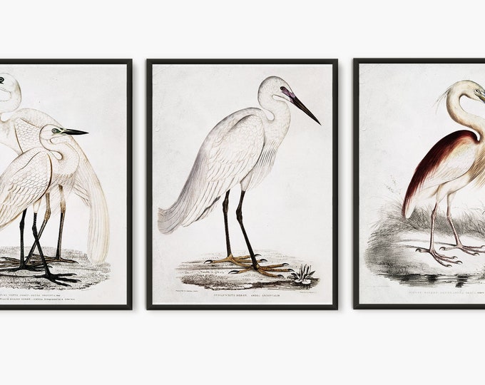 White Egret Vintage Illustration Print, White Heron Bird Wall Art, Antique Book Plate, Nature Decor & Bird Lover Gift