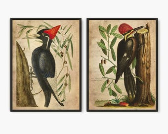 Woodpecker Art Print: Vintage Book Plate Illustration