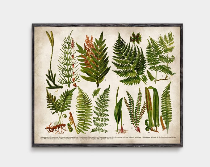 Botanical Fern Print: Vintage Style Fern Leaf Wall Art