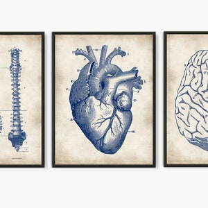 Human anatomy set of 3 prints surgeon vintage anatomy | Etsy
