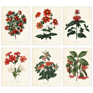 Set di 6 stampe da parete con fiori rossi, set di stampe con fiori rossi, stampa floreale vintage con arte botanica