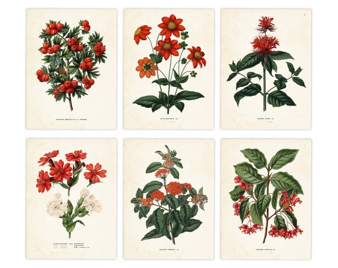 Red floral wall art set of 6 prints, red flowers print set, botany art vintage floral print