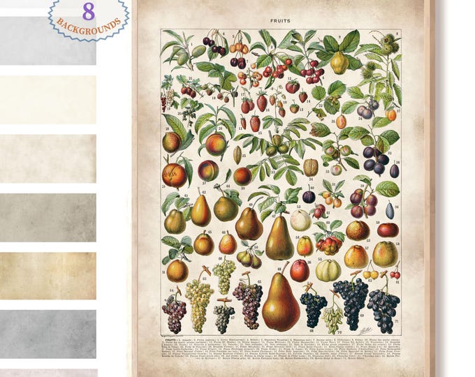 Adolphe Millot illustration,Fruit tree art, Larousse Fruit print, kitchen poster, kitchen print, home decor,kitchen art, botanical poster L3