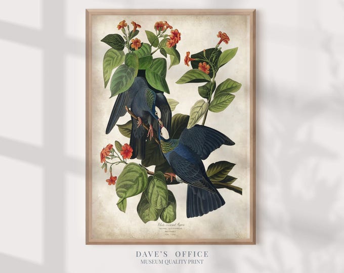 Pigeon Print: Vintage Audubon Bird illustration, Farmhouse Wall Art