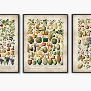Fruit print, kitchen poster, fruit wall art, fruit illustration,fruit prints, fruit kitchen decor, kitchen art poster,fruit art, set of 3 L7