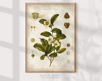 Vintage Botanical Print with Tea Plant: Kitchen Wall Decor