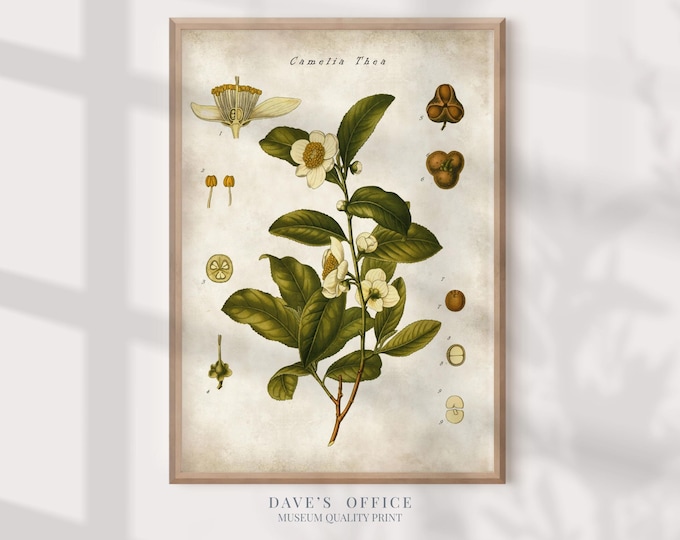 Stampa botanica vintage con pianta da tè: decorazione da parete per la cucina